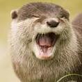 the Otter